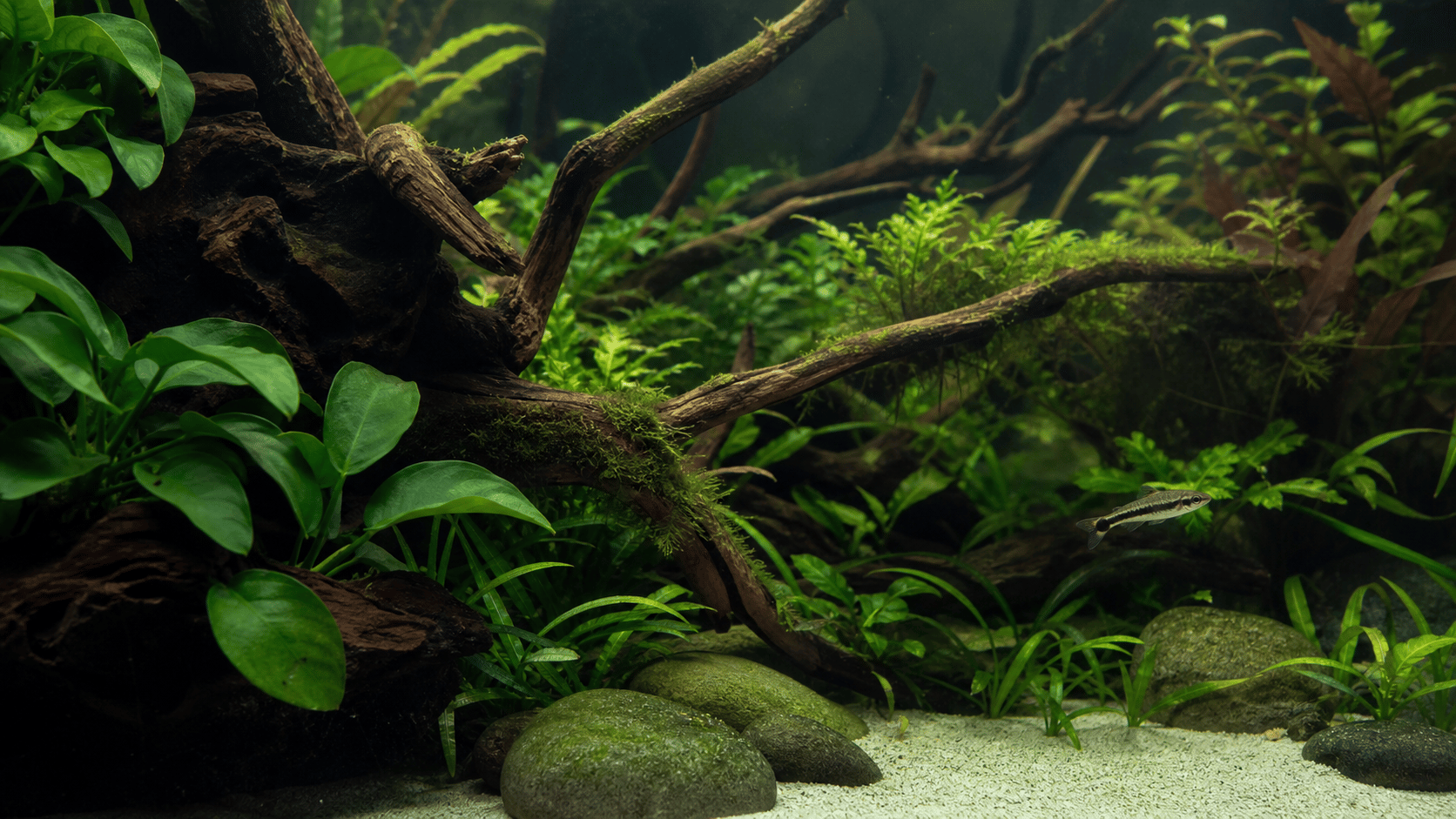 Mature planted aquarium with branching driftwood and shaded grazing surfaces