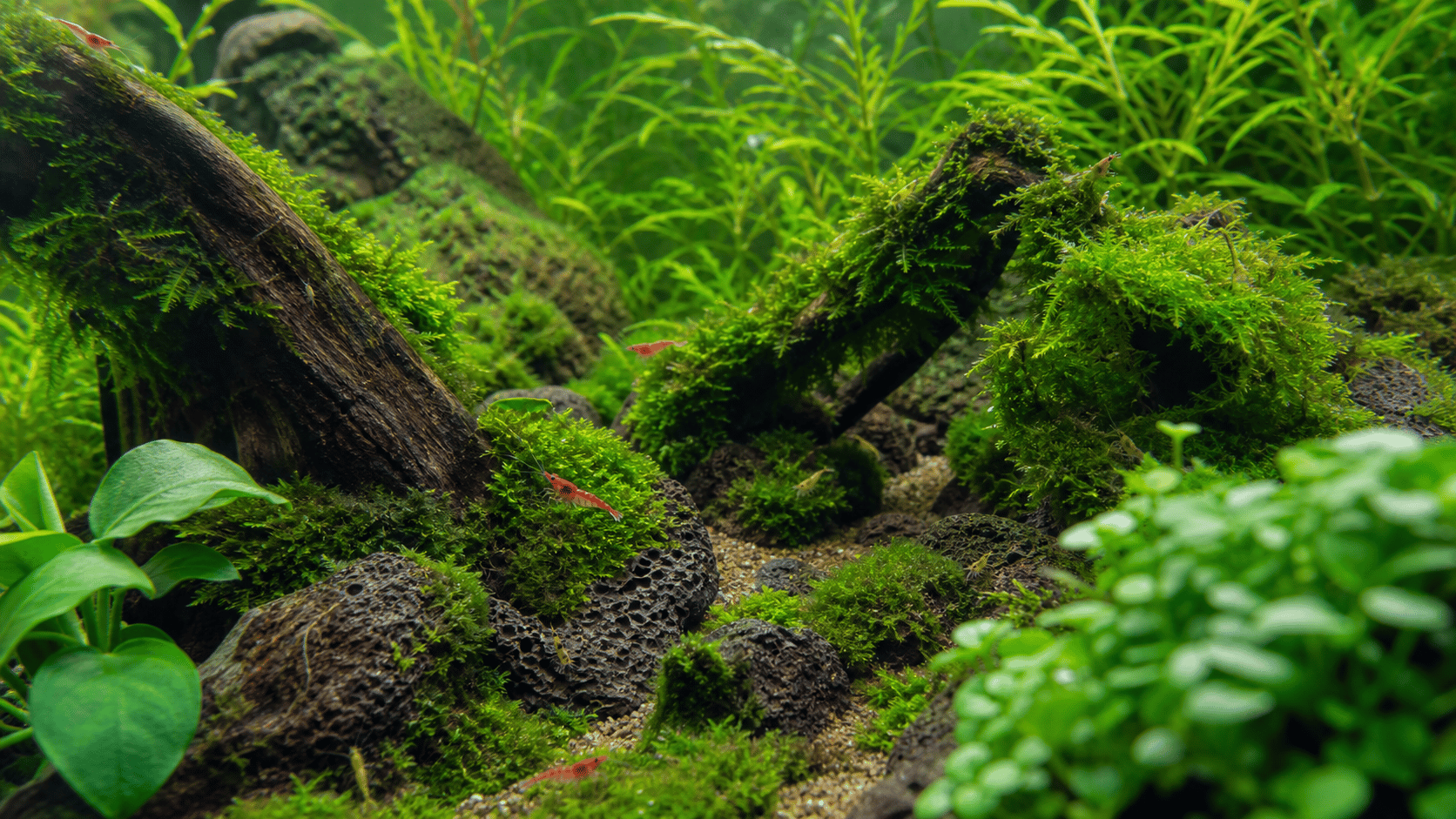 Moss-covered hardscape and dense plants in a small freshwater shrimp habitat
