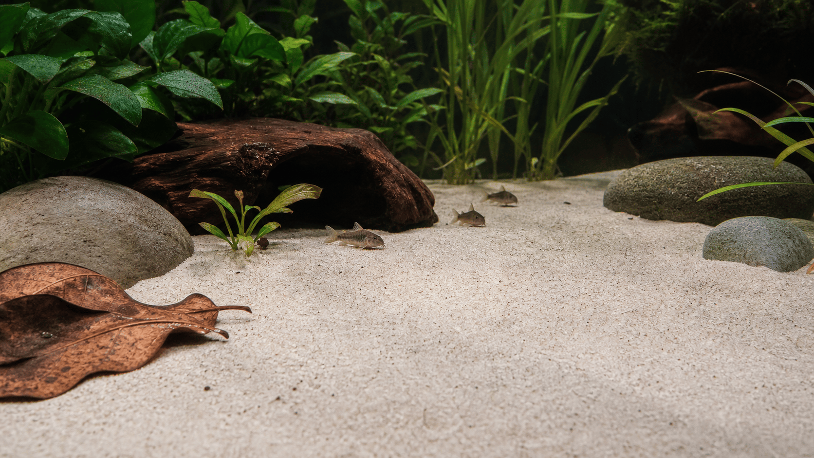 Fine-sand aquarium floor with low cover, smooth stones, and driftwood
