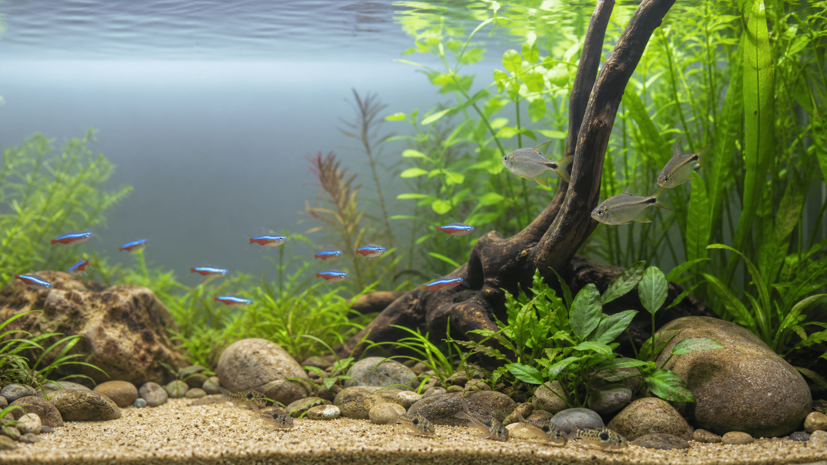 A planted freshwater community aquarium with schooling fish and bottom dwellers