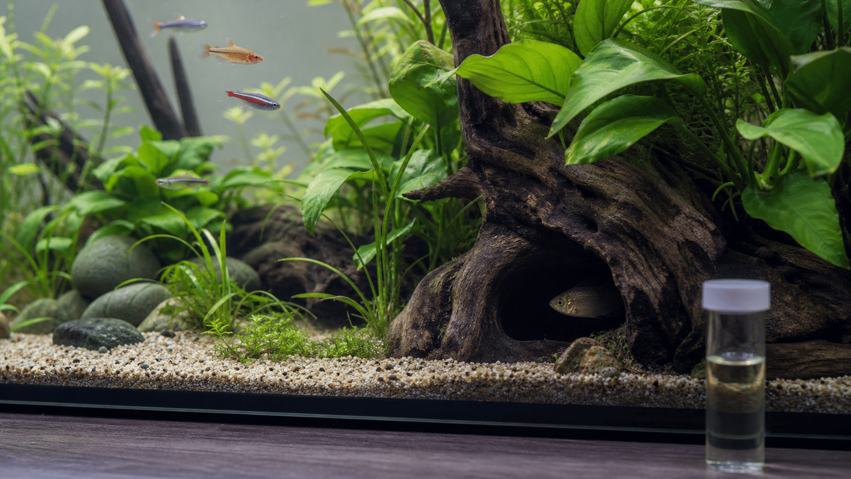 A fish resting in a driftwood shelter in a planted aquarium