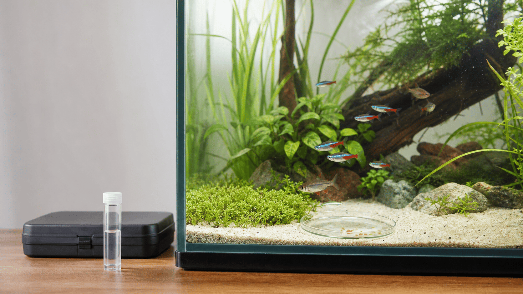 A planted aquarium observation scene with uneaten food and a water-test sample